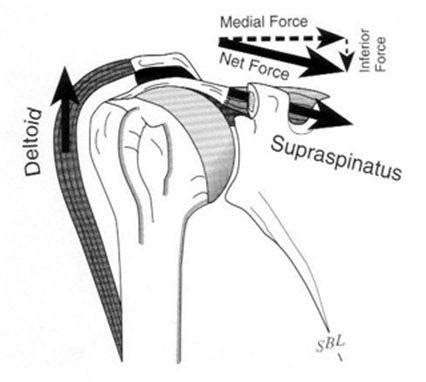 Rotator Cuff Fatigue Causes Superior Humeral Head Migration