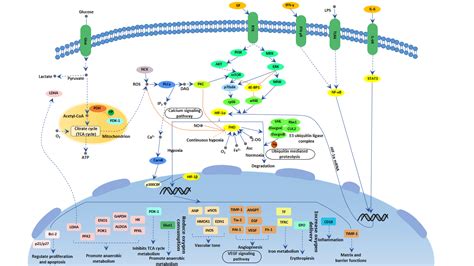 Hif 1 Signaling Pathway Cusabio