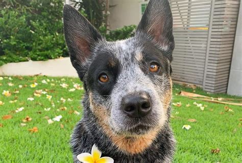 A List of the Best Blue Heeler Names for Your Australian Cattle Dog ...