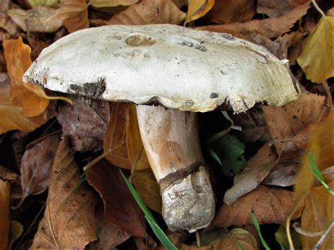 Pavement Mushroom