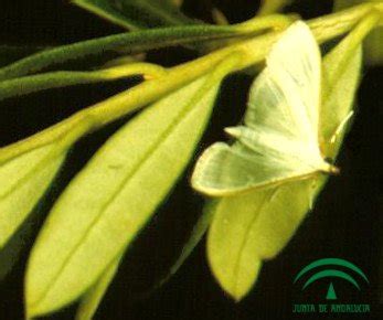 Olive Leaf Moth Palpita Unionalis Treatment And Control