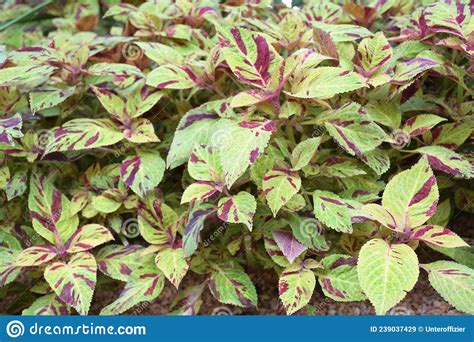 Una Foto Tomada En Un Grupo De Hojas De Plectranthus Scutellarioides