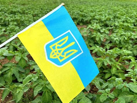 The Flag of Ukraine a Blue Sky and a Green Field Stock Image - Image of ...