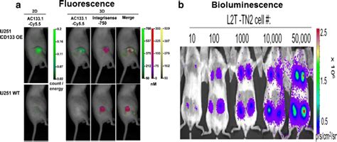 Tracking Of Exogenous CSCs A In Vivo Fluorescent Imaging Of U251