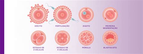 Blastocisto ou D5 o que é Clínica Reproduce