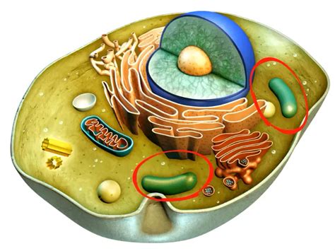 Difference Between Food Vacuole And Contractile Vacuole - Relationship ...