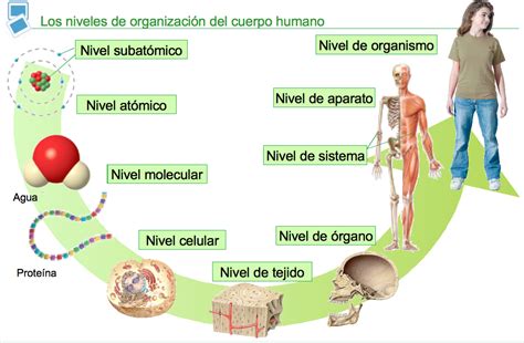 NIVELES DE ORGANIZACIÓN DE LA MATERIA Universidad de Guayaquil