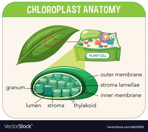 Diagram Of Chloroplast Anatomy For Biology Vector Image