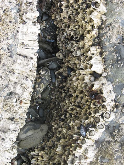 barnacles wallpapers gallery