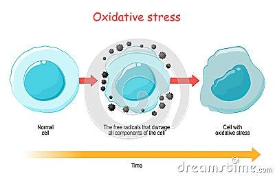 Oxidative Stress Vector Diagram Cell With Free Radicals