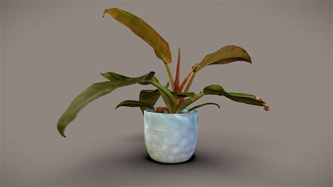 Philodendron Imperial Red Buy Royalty Free 3D Model By Lassi Kaukonen