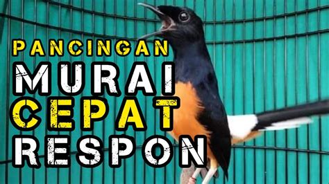 AWAS Pancing MURAI BATU Malas Bunyi Bahan Paling Mudah Direspon MANTAP