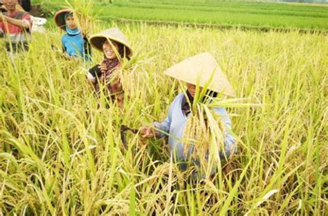 Mengetahui Cara Budidaya Padi Hasilkan Produktivitas Panen Melimpah