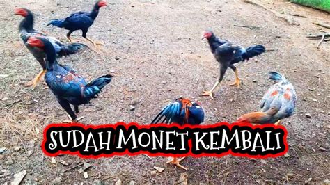 ALHAMDULILLAH AKHIR NYA BISA MONET KEMBALI YouTube