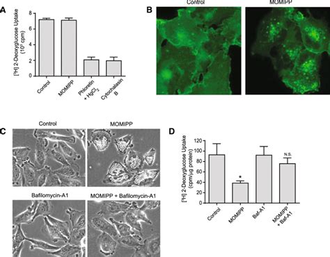 The Jnk Signaling Pathway Plays A Key Role In Methuosis Non Apoptotic