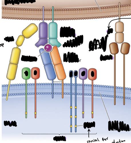 Signal Transduction At TCR Complex Flashcards Quizlet