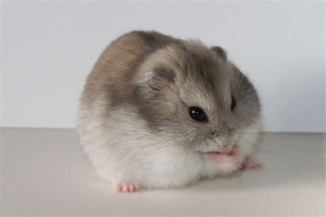 Fluffy Hamster Breeds