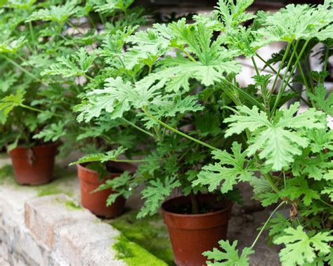 Can citronella actually repel mosquitoes?…