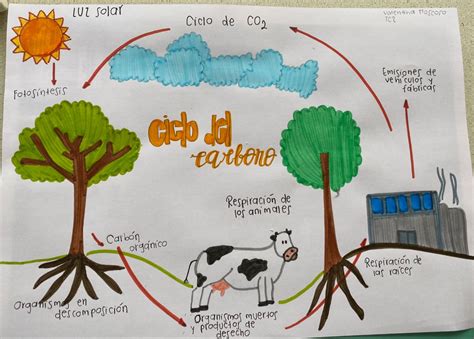 Ciclo Del Carbono Para Dibujar