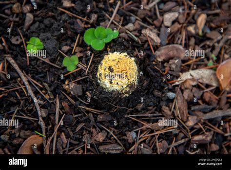 Le Champignon Toxique De La Mouche Agarique Amanita Muscaria Qui