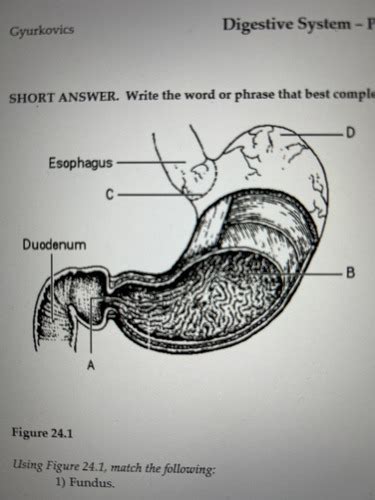 Digestion Flashcards Quizlet