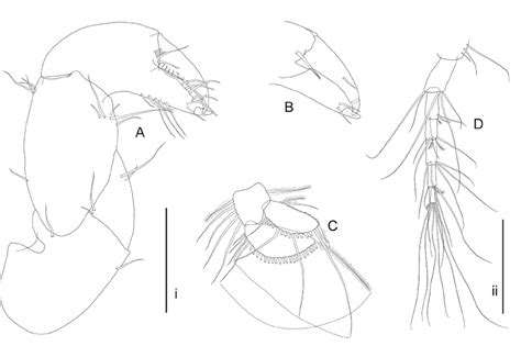 Zeuxo Kermadecensis Sp Nov Female Paratype Am P87405 A Download Scientific Diagram