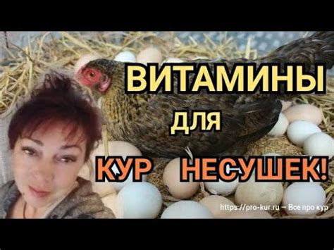 Обязательно для Кур Несушек//Рыбий Жир для Кур/Добавки для Хорошей ...