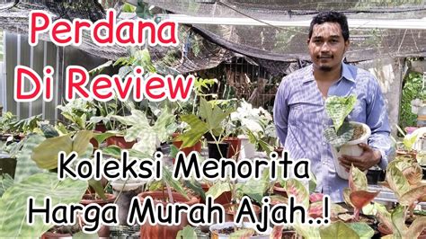 Koleksi Menorita Hasil Tanian Harga Ekonomis Ready Youtube