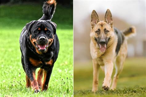 Rottweiler Vs. German Shepherd - What's The Difference? - Avesei.com