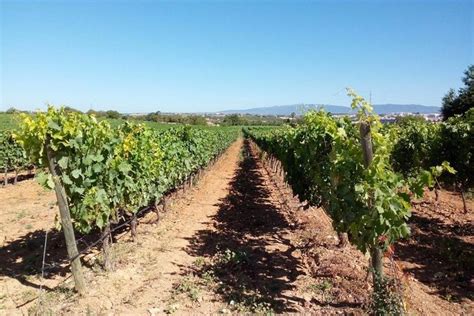 Algarve Wines Route: Triphobo