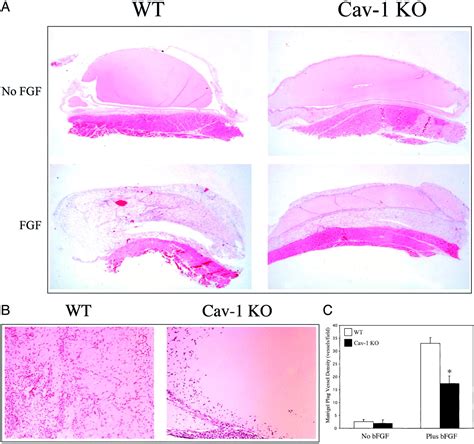 Caveolin 1 Knockout Mice Show An Impaired Angiogenic Response To