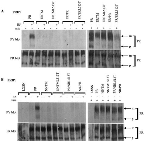 Biochemical And Functional Analysis Of The Split Transmembrane Pdgf ␤ R