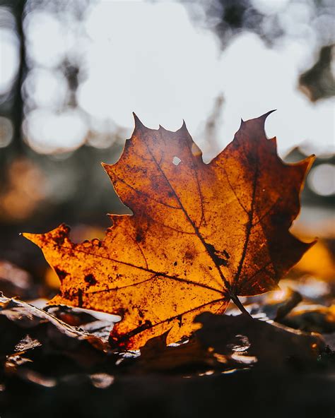 Nature Autumn Brown Dry Leaflet Maple Hd Phone Wallpaper Pxfuel