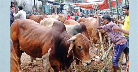 জমে উঠেছে কোরবানি পশুর হাট