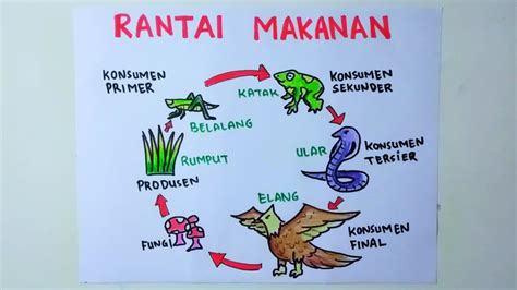 Poster Rantai Makanan Koleksi Gambar