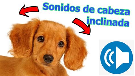 Sonido Para Que Tu Perro Mueva La Cabeza 🐶 🐕🎶💚🐕‍🦺👉sonidos Para Hacer