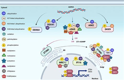 Frontiers Post Translational Modifications Of Proteins In Cytosolic