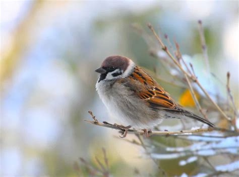 Birds That Look Like Sparrows Can You Spot The Difference