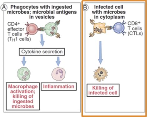 Cell Mediated Immunity Flashcards Quizlet