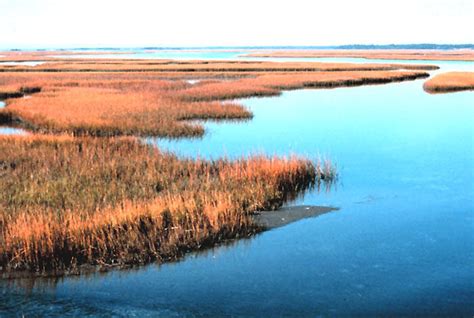 Estuaries - What is an estuary?