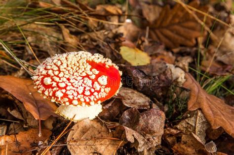 Red Poisonous Mushroom Growing In Coniferous Forest Amanita Muscaria