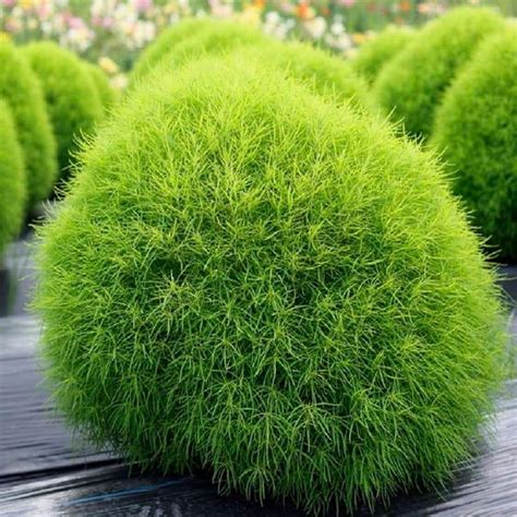 Кустарник кохия (86 фото)