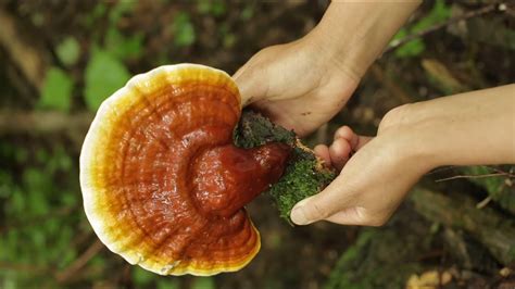 We Found A Lot Of Wild Ganoderma Lucidum A Very Rare Chinese Medicinal