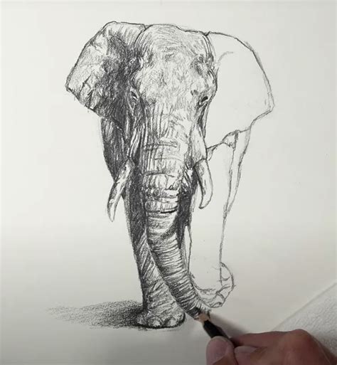 Update 193 Elephant Drawing Photos Super Hot Nanoginkgobiloba Vn