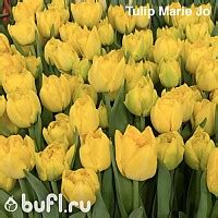 Tulip Dutch Mountain авторское фото BUFL.RU