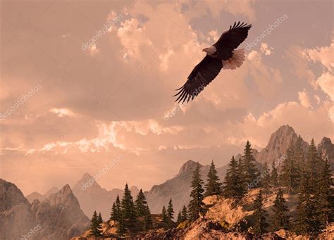 Bald Eagle Soaring Stock Photo By ©designwest 5719634