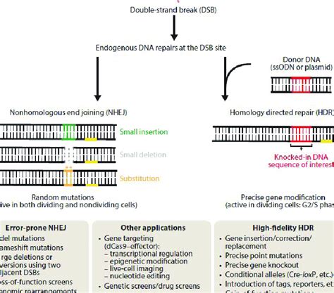 Schematics Of Genome Editing Process Jiang And Doudna 2017 Download