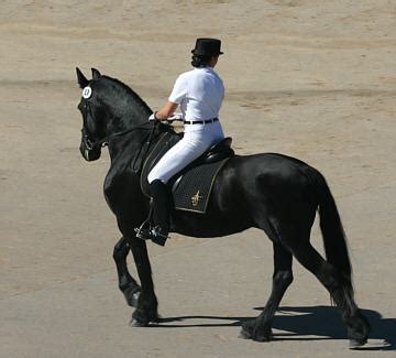 Friesian Horse show