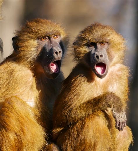 images wildlife mammal fauna primate whiskers snout baboon
