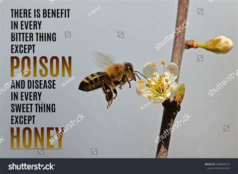 227 Bee Quotes Stock Photos, Images & Photography | Shutterstock